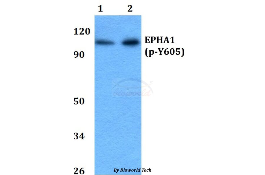 Anti-EPHA1 (phospho-Y605) Antibody from Bioworld Technology (BS64044) - Antibodies.com