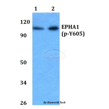 Anti-EPHA1 (phospho-Y605) Antibody from Bioworld Technology (BS64044) - Antibodies.com