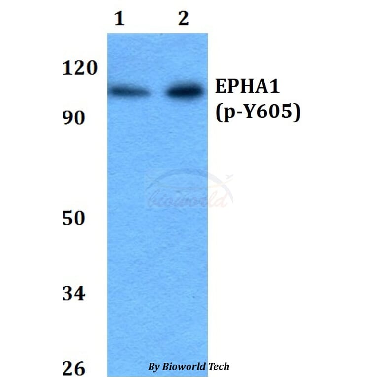 Anti-EPHA1 (phospho-Y605) Antibody from Bioworld Technology (BS64044) - Antibodies.com