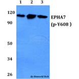 Anti-EPHA7 (phospho-Y608) Antibody from Bioworld Technology (BS64045) - Antibodies.com