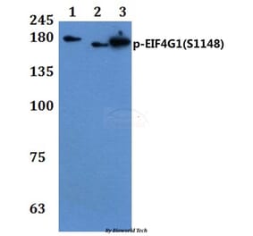Anti-EIF4G1 (phospho-S1148) Antibody from Bioworld Technology (BS64046) - Antibodies.com