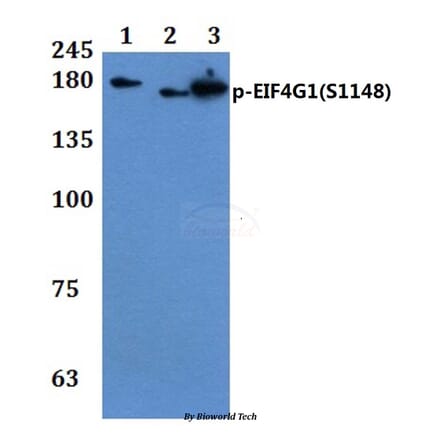 Anti-EIF4G1 (phospho-S1148) Antibody from Bioworld Technology (BS64046) - Antibodies.com