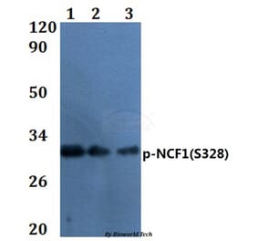 Anti-NCF1 (phospho-S328) Antibody from Bioworld Technology (BS64056) - Antibodies.com