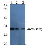 Anti-NCF1 (phospho-S328) Antibody from Bioworld Technology (BS64056) - Antibodies.com