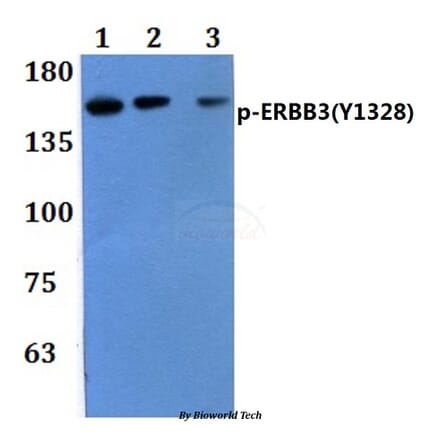 Anti-ERBB3 (phospho-Y1328) Antibody from Bioworld Technology (BS64082) - Antibodies.com