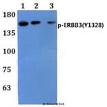 Anti-ERBB3 (phospho-Y1328) Antibody from Bioworld Technology (BS64082) - Antibodies.com