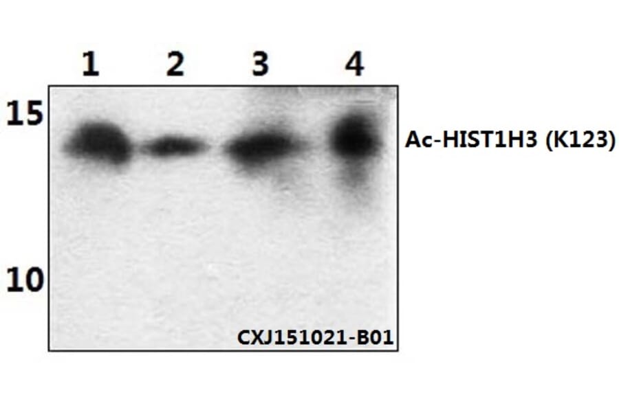 Anti-Histone H3 (Acetyl-K123) Antibody from Bioworld Technology (BS64086) - Antibodies.com