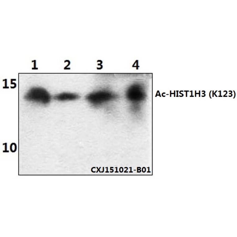 Anti-Histone H3 (Acetyl-K123) Antibody from Bioworld Technology (BS64086) - Antibodies.com