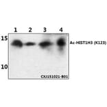 Anti-Histone H3 (Acetyl-K123) Antibody from Bioworld Technology (BS64086) - Antibodies.com