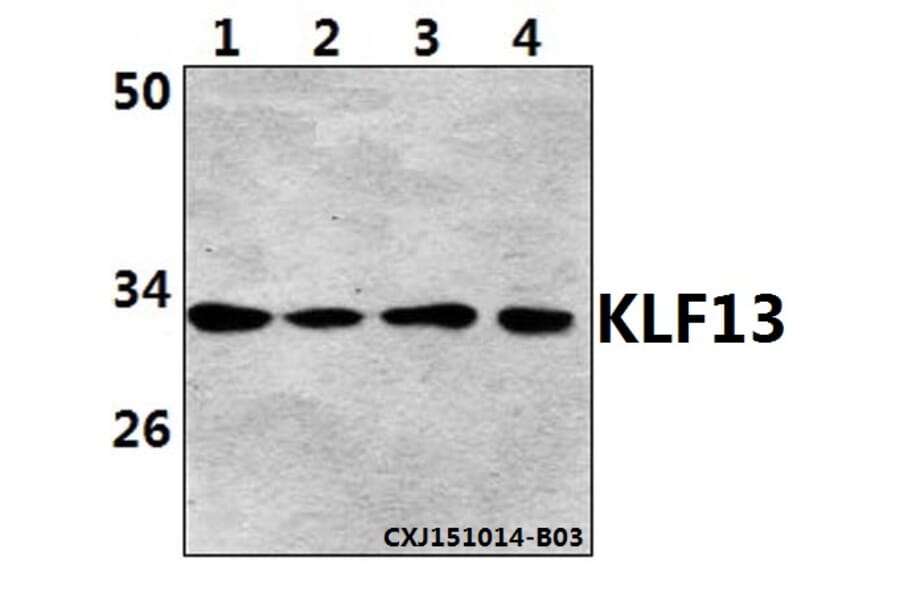 Anti-KLF13 (Acetyl-K166) Antibody from Bioworld Technology (BS64091) - Antibodies.com