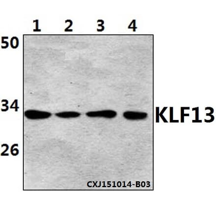 Anti-KLF13 (Acetyl-K166) Antibody from Bioworld Technology (BS64091) - Antibodies.com