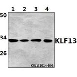 Anti-KLF13 (Acetyl-K166) Antibody from Bioworld Technology (BS64091) - Antibodies.com