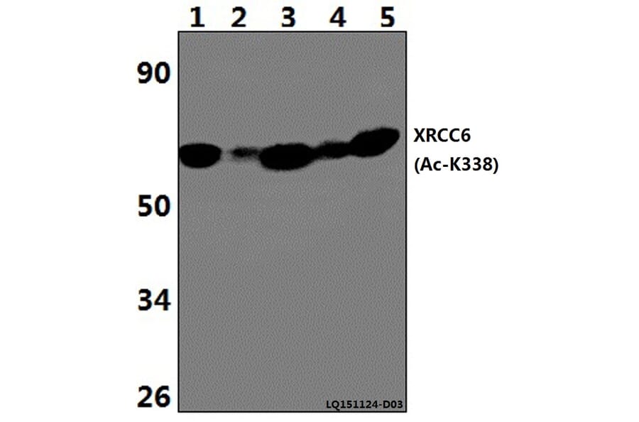 Anti-XRCC6 (Acetyl-K338) Antibody from Bioworld Technology (BS64099) - Antibodies.com