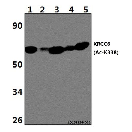 Anti-XRCC6 (Acetyl-K338) Antibody from Bioworld Technology (BS64099) - Antibodies.com