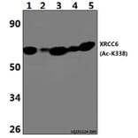 Anti-XRCC6 (Acetyl-K338) Antibody from Bioworld Technology (BS64099) - Antibodies.com