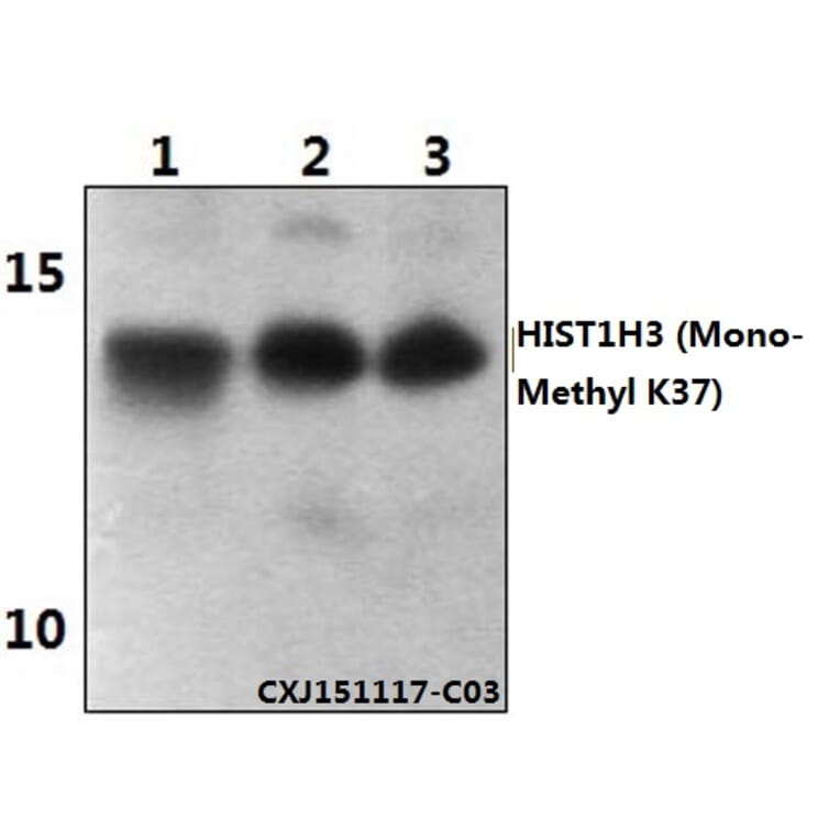 Anti-Histone H3 Antibody from Bioworld Technology (BS64104) - Antibodies.com