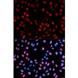 Anti-Raf-1 (phospho-S621) Antibody from Bioworld Technology (BS6413) - Antibodies.com