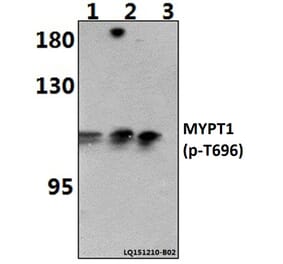 Anti-MYPT1 (phospho-T696) Antibody from Bioworld Technology (BS64148) - Antibodies.com