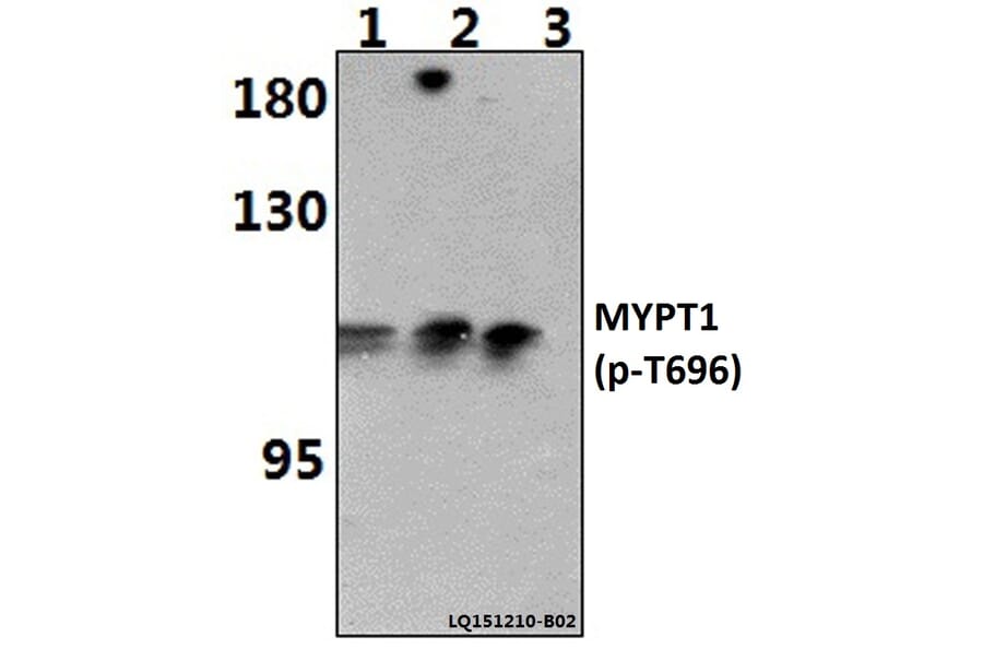 Anti-MYPT1 (phospho-T696) Antibody from Bioworld Technology (BS64148) - Antibodies.com