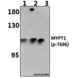 Anti-MYPT1 (phospho-T696) Antibody from Bioworld Technology (BS64148) - Antibodies.com