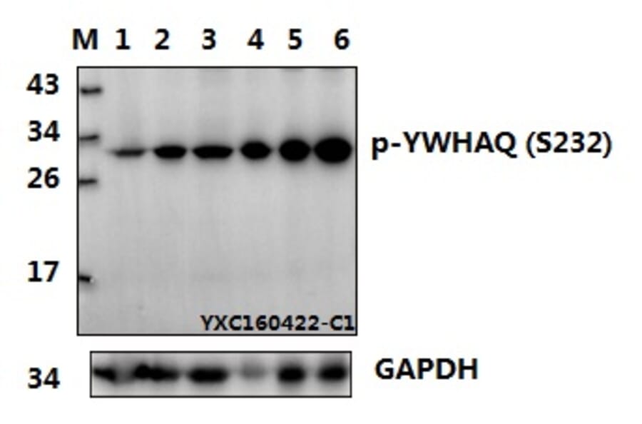 Anti-14-3-3 θ/YWHAQ Antibody from Bioworld Technology (BS64156) - Antibodies.com