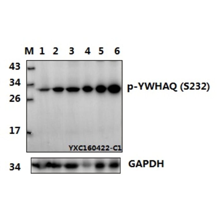 Anti-14-3-3 θ/YWHAQ Antibody from Bioworld Technology (BS64156) - Antibodies.com