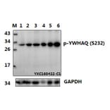 Anti-14-3-3 θ/YWHAQ Antibody from Bioworld Technology (BS64156) - Antibodies.com