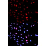 Anti-SMC 1 (phospho-S957) Antibody from Bioworld Technology (BS6416) - Antibodies.com