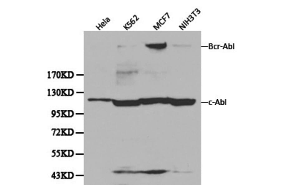Anti-ABL1 Antibody from Bioworld Technology (BS6417) - Antibodies.com