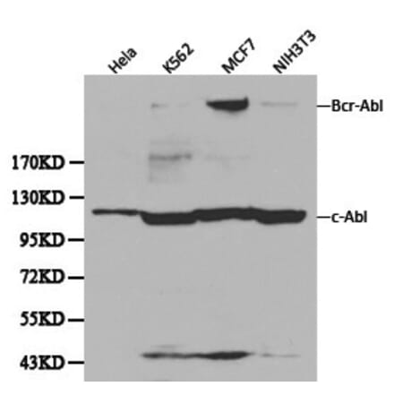 Anti-ABL1 Antibody from Bioworld Technology (BS6417) - Antibodies.com