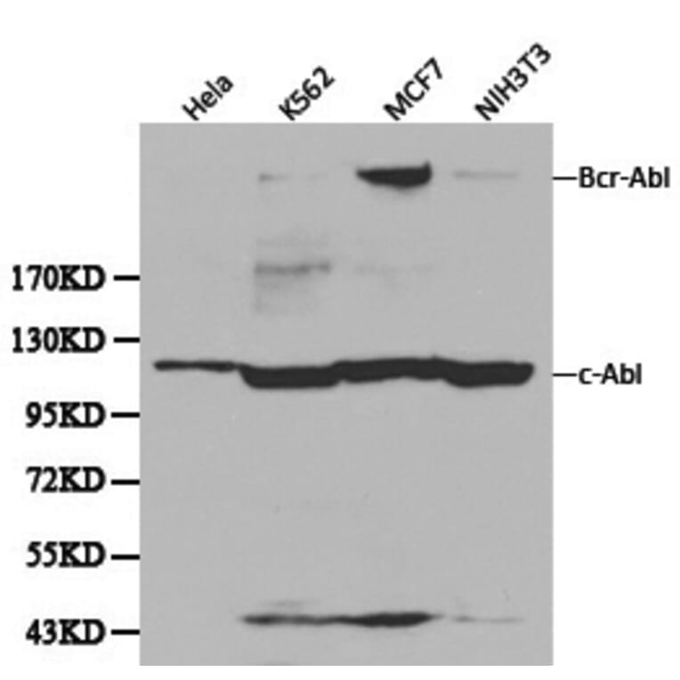 Anti-ABL1 Antibody from Bioworld Technology (BS6417) - Antibodies.com