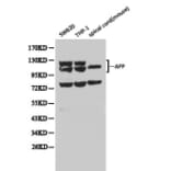 Anti-APP/β-Amyloid Antibody from Bioworld Technology (BS6418) - Antibodies.com