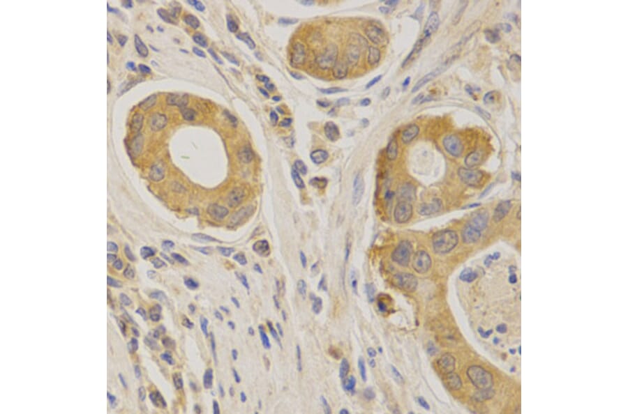 Anti-APP/β-Amyloid Antibody from Bioworld Technology (BS6418) - Antibodies.com