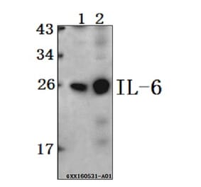 Anti-IL-6 Antibody from Bioworld Technology (BS6419) - Antibodies.com