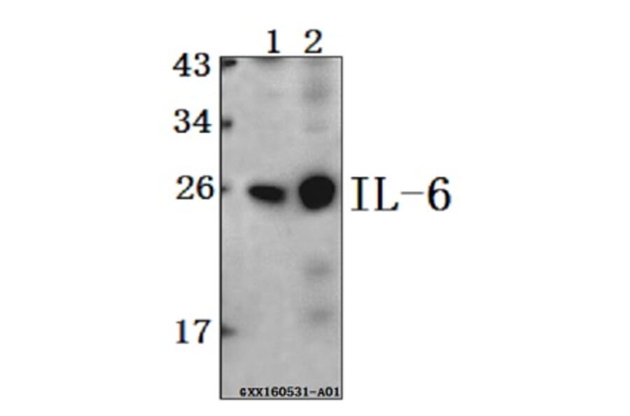 Anti-IL-6 Antibody from Bioworld Technology (BS6419) - Antibodies.com