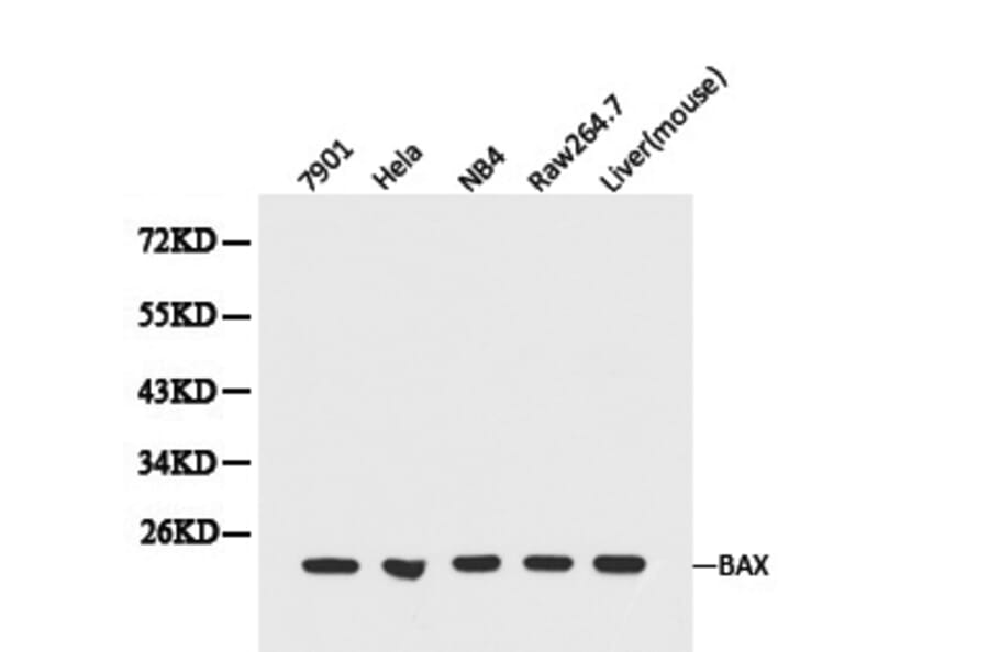 Anti-Bax Antibody from Bioworld Technology (BS6420) - Antibodies.com