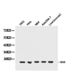 Anti-Bax Antibody from Bioworld Technology (BS6420) - Antibodies.com