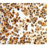 Anti-Bax Antibody from Bioworld Technology (BS6420) - Antibodies.com