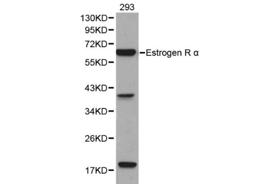 Anti-ERα Antibody from Bioworld Technology (BS6424) - Antibodies.com