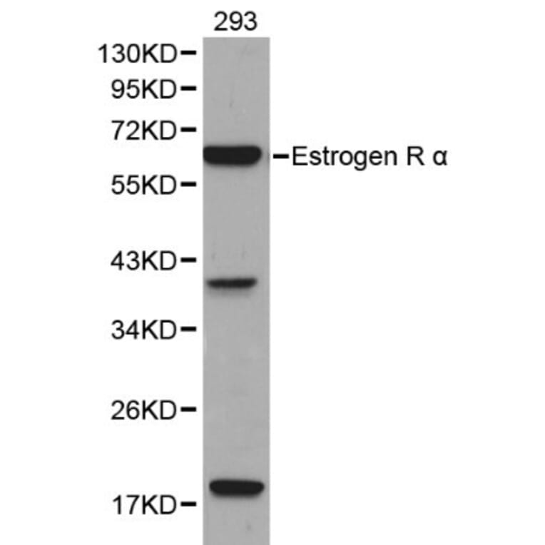 Anti-ERα Antibody from Bioworld Technology (BS6424) - Antibodies.com