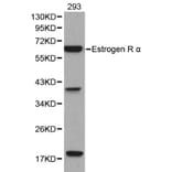 Anti-ERα Antibody from Bioworld Technology (BS6424) - Antibodies.com