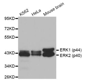 Anti-ERK1/2 Antibody from Bioworld Technology (BS6426) - Antibodies.com