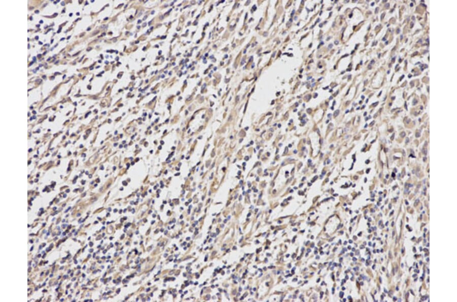 Anti-ERK1/2 Antibody from Bioworld Technology (BS6426) - Antibodies.com