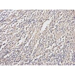 Anti-ERK1/2 Antibody from Bioworld Technology (BS6426) - Antibodies.com