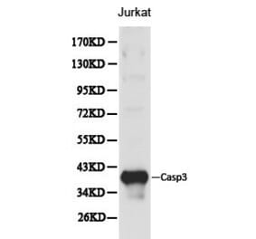 Anti-Caspase 3 Antibody from Bioworld Technology (BS6428) - Antibodies.com