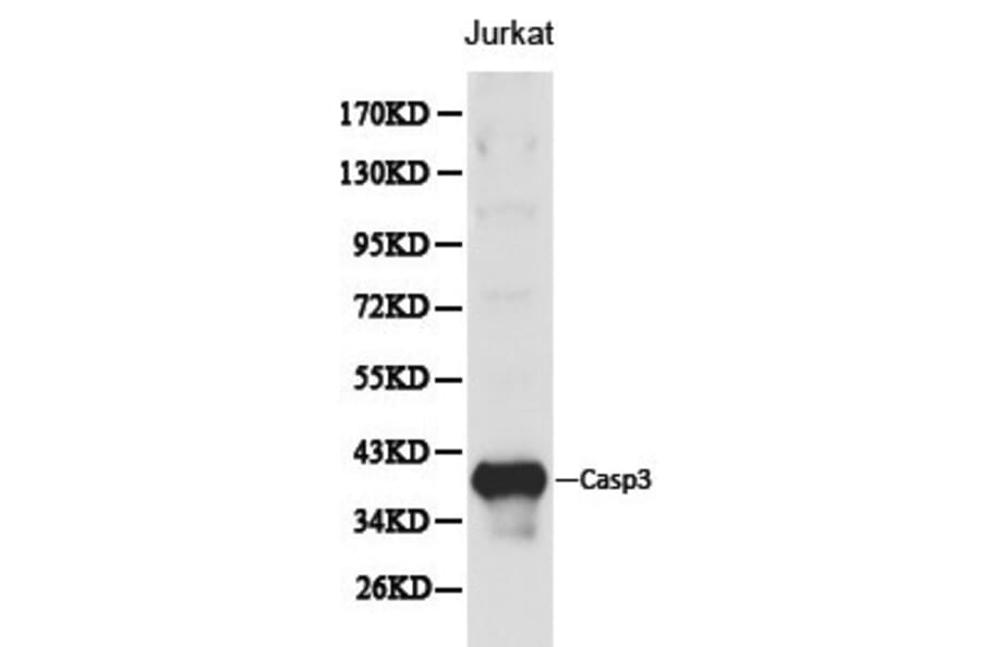 Anti-Caspase 3 Antibody from Bioworld Technology (BS6428) - Antibodies.com
