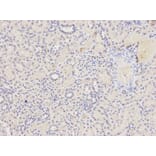 Anti-Caspase 3 Antibody from Bioworld Technology (BS6428) - Antibodies.com