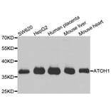 Anti-ATOH1 Antibody from Bioworld Technology (BS6429) - Antibodies.com