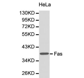 Anti-CD95/FAS Antibody from Bioworld Technology (BS6430) - Antibodies.com