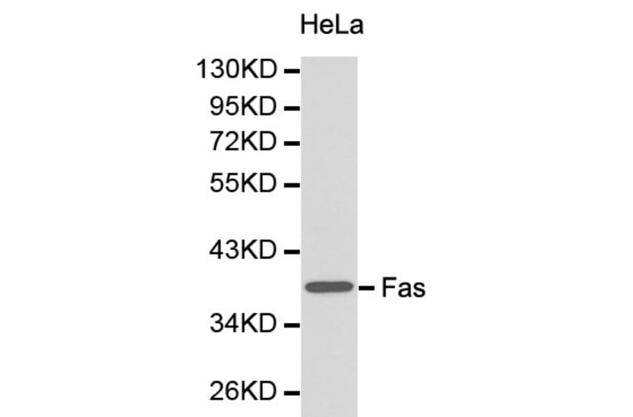 Anti-CD95/FAS Antibody from Bioworld Technology (BS6430) - Antibodies.com